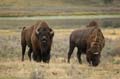 013 Amerikanischer Bison - Buffalo